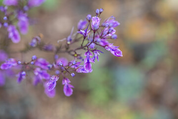 purple flower found at high altitude