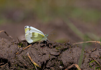 white butterfly picking up minerals from the ground, Krueper's Small White, Pieris krueperi