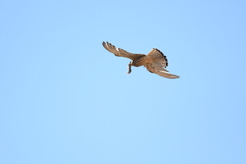 Cernicalo primilla atrapa topillo