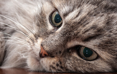 Naklejka na ściany i meble Adorable Domestic fluffy gray Cat with long Whiskers close up