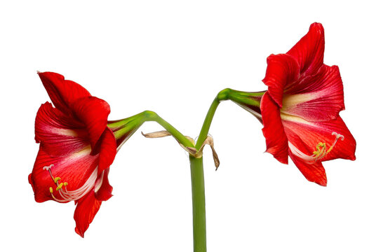 Vibrant red amaryllis flower with hibiscus leaf isolated on white background.