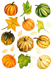 Watercolor autumn Set with different pumpkins, flower and leaves isolated on white background.  
Hand-drawn autumn composition.