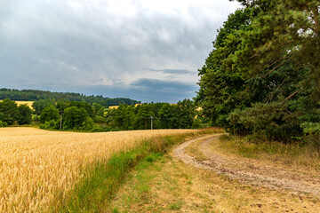 Wheat field and dirt road near the forest.
