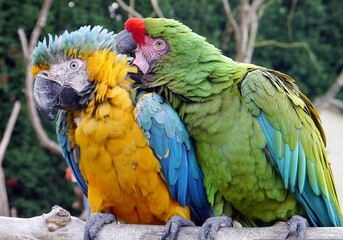 blue and yellow macaw