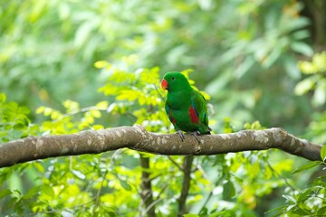 green parrot on a branch
