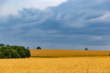 Agriculture wheat field. Wheat field on an agriculture farm.