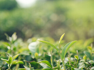 Green tea tree leaves field young tender bud herbal Green tea tree in camellia sinensis organic farm. Close up Fresh Tree tea plantations mountain green nature in herbal farm plant background morning