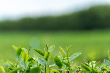 Green tea tree leaves field plant in camellia sinensis organic farm. Close up Tree tea plantations mountain green nature background in morning. Fresh young tender bud herbal Green tea tree in farm
