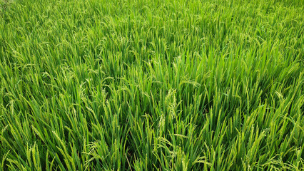 Fresh green rice fields, with young rice grains for background
