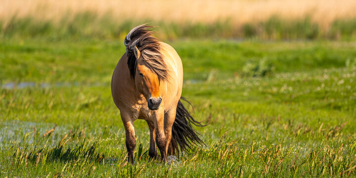 chevaux fjord et leurs poulains, et chevaux comtois