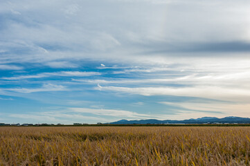 Fototapeta premium 稲穂実る大野平野