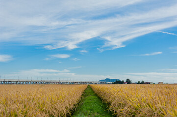 稲穂実る大野平野