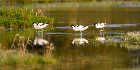 Avocettes élégantes