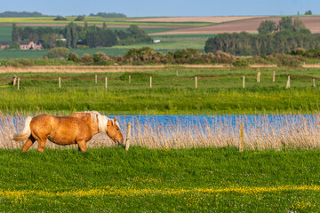 Chevaux demi-trait comtois au Hâble d'Ault
