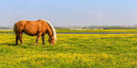 Chevaux demi-trait comtois au Hâble d'Ault
