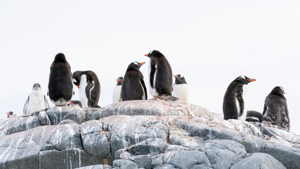 Penguin colony on rocks in Antarctica landscape. Antarctic Peninsula