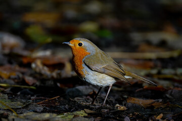 Robin on the ground