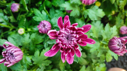 Pink Chrysanth Flower Bud (Chrysanthemum morifolium) or Pink Chrysanthemum in bloom with dewdrops or raindrops in the garden. Top view