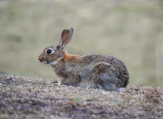 Alert rabbit on the grass
