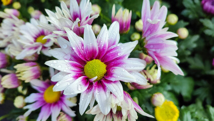 Obraz premium White Pink Chrysanth Flower (Chrysanthemum morifolium) or Chrysanthemum is one of ornamental plant commodities that has variety of cultivars, in terms of flower shapes and color variations.