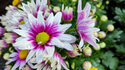 White Pink Chrysanth Flower (Chrysanthemum morifolium) or Chrysanthemum is one of ornamental plant commodities that has variety of cultivars, in terms of flower shapes and color variations.