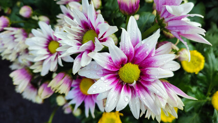 Obraz premium White Pink Chrysanth Flower (Chrysanthemum morifolium) or Chrysanthemum 