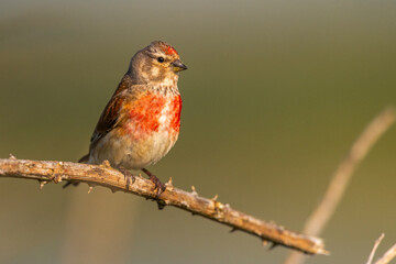 Linotte mélodieuse (Linaria cannabina, Common Linnet)