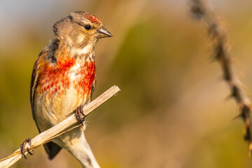 Linotte mélodieuse (Linaria cannabina, Common Linnet)