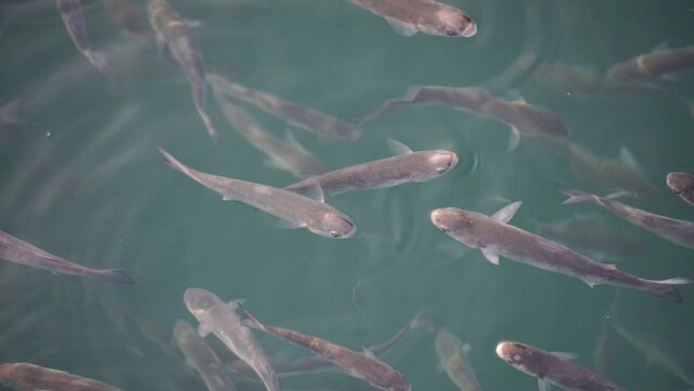 Flock of mullet fish on the surface of the water swallow the air. 4K.