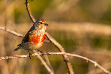 Linotte mélodieuse (Linaria cannabina, Common Linnet)