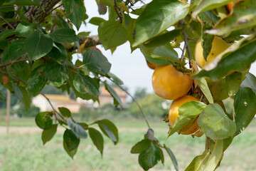 Persimmon fruits on the tree in the tuscan countryside . Tuscany, Italy
