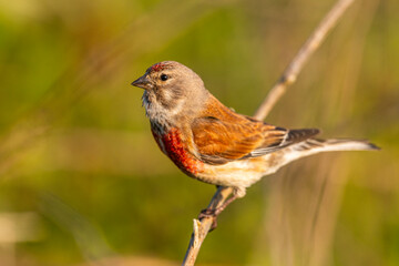 Linotte mélodieuse (Linaria cannabina, Common Linnet)