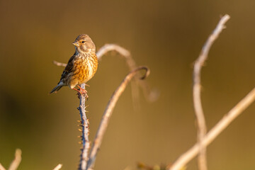 Linotte mélodieuse (Linaria cannabina, Common Linnet)