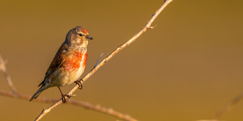 Linotte mélodieuse (Linaria cannabina, Common Linnet)