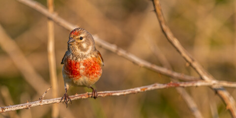 Linotte mélodieuse (Linaria cannabina, Common Linnet)