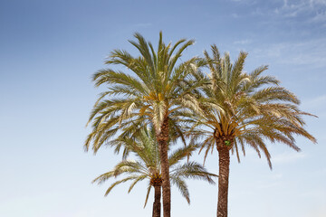 Fototapeta na wymiar palm trees in spain