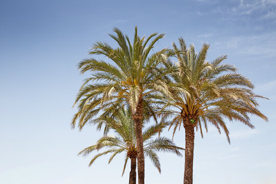 palm trees in spain © jayfish