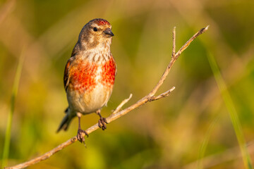 Linotte mélodieuse (Linaria cannabina, Common Linnet)