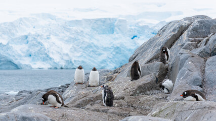 Group of gentoo penguins sitting on the grey rock in Antarctica.