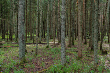 Naklejka premium Forest landscape with many bare trunks of fir trees and forest floor covered with dried needles.