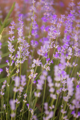 Violet purple lavender field close-up. Flowers in pastel colors at blur background