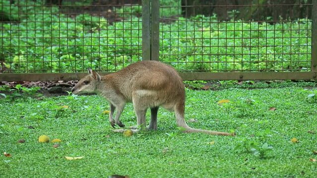 The Ground Kangaroo, The Agile Wallaby, Macropus agilis also known as the sand wallaby, is a species of wallaby found in northern Australia, New Guinea and New Guinea.  This is the most common wallaby