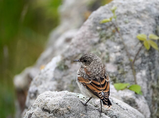 Stonechat bird on rocks