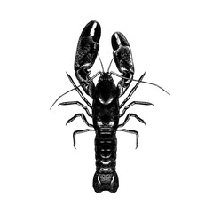 Yabby hand drawing vector isolated on background.