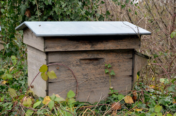 ruche, en pleine nature, apiculture, Abeille europ&eacute;enne, Apis mellifera