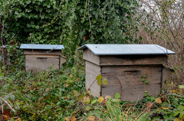 ruche, en pleine nature, apiculture, Abeille europ&eacute;enne, Apis mellifera