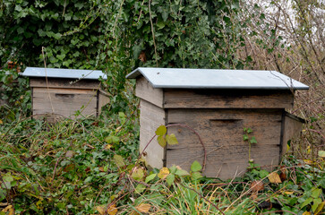 Fototapeta premium ruche, en pleine nature, apiculture, Abeille européenne, Apis mellifera