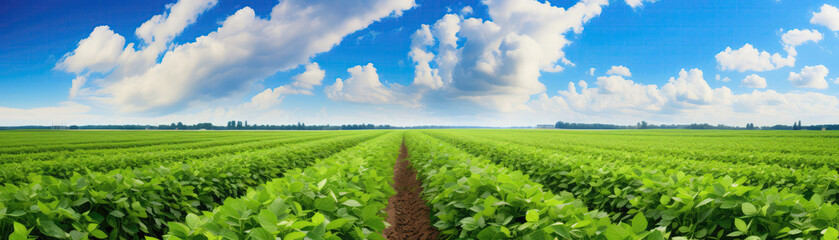 Fototapeta na wymiar Green Soybean Field In The Process Of Ripening. Panoramic Banner. Generative AI