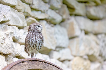 Side view of the little owl posing in front of a stone wall looking at the  free space ready for your text.