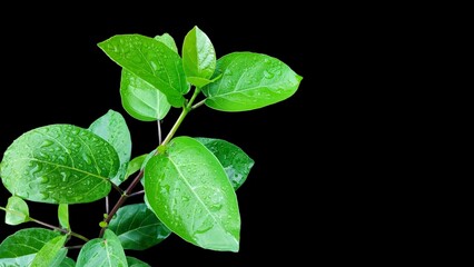 Fresh Green Leaves With Water Drops Of Dew Or Raindrops With Black Background, Isolated On Black, Copy Space